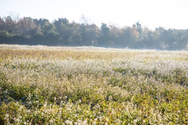 Kışın tarla üzerinde güzel güneşli sabah