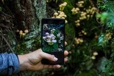 Ormanda bir akıllı telefon ile mantar bir resim çekmek Kadın el