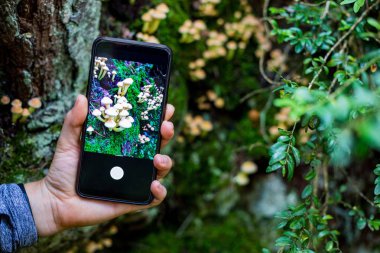 Ormanda bir akıllı telefon ile mantar bir resim çekmek Kadın el
