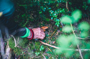 Yaşlı adam elinde bıçakla kanlı bir süt kap mantar toplama