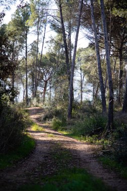 Kış sabahı ormanda off-road parça