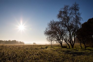 Yaprakları olmadan ağaç altında su kuyusu ile kışın alan üzerinde güzel güneşli sabah