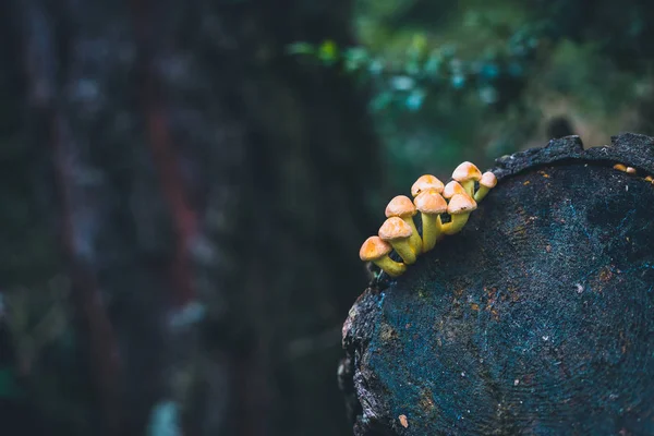 Malá houbami rostoucí na řezu stromu — Stock fotografie