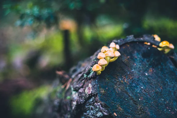 Pequeno grupo de cogumelos que cresce em um tronco de árvore de redução — Fotografia de Stock