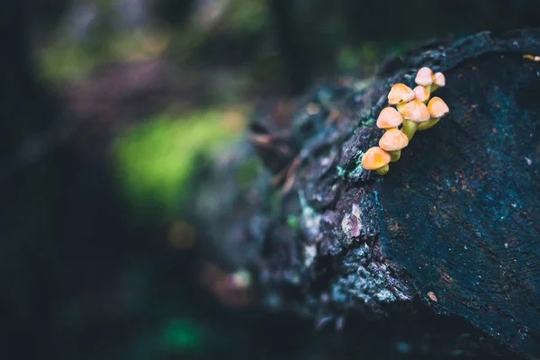 Grupo de cogumelos em tronco de árvore cortada — Fotografia de Stock