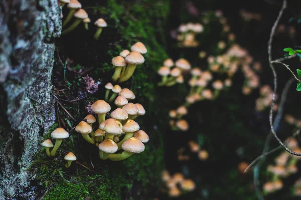 Família de cogumelos pequenos em tronco de árvore e musgo na floresta — Fotografia de Stock