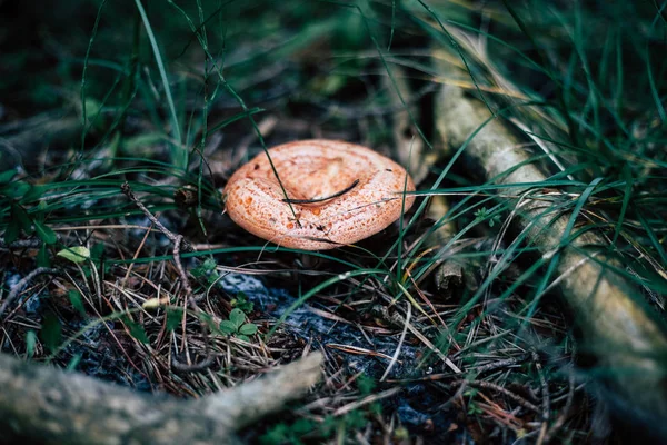Big bloody milk cap mushroom emerging from the grass and branches — Stock Photo, Image