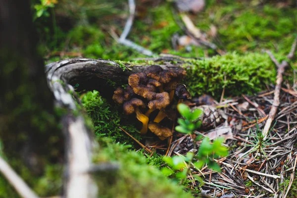Cogumelos amarelos sob a árvore raiz closeup na floresta Espanha — Fotografia de Stock