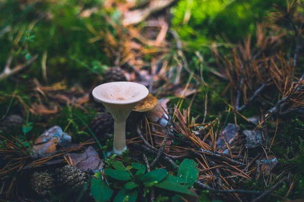 Klusací nálevka nebo mnišská houba na trávě v lese — Stock fotografie