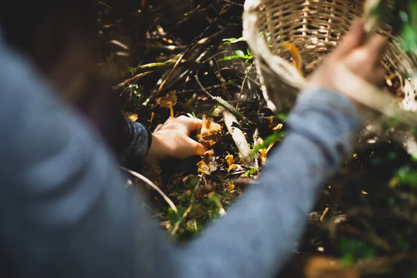 Kvinna plockar gul fot svamp med korg i skogen — Stockfoto