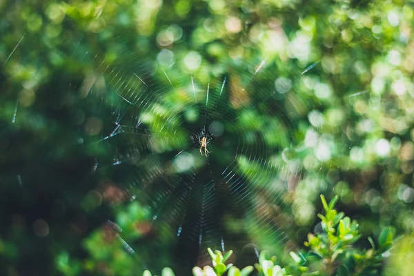 Small spider on its spider web with blurred green leaves on the background in the forest