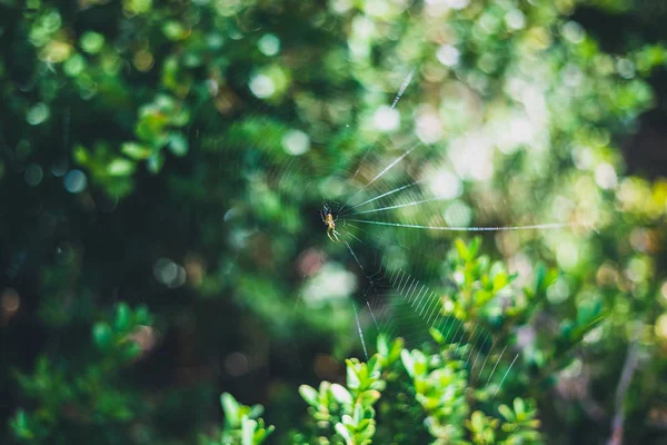 森の背景にぼやけた緑色の葉を持つクモの巣の小さなクモ — ストック写真