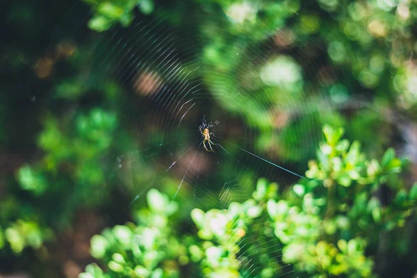 森の背景にぼやけた緑色の葉を持つクモの巣の小さなクモ — ストック写真