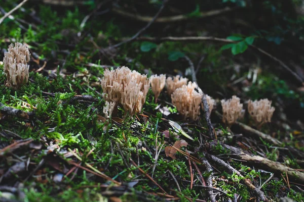 En hel del små svampar nära trädstam — Stockfoto