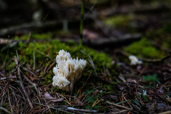 Närbild av grupp av vita korallsvampar på skuggan i skogen — Stockfoto