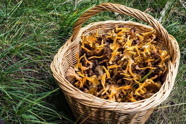 잔디에 노란 발 버섯가득 고리버들 바구니 — 스톡 사진
