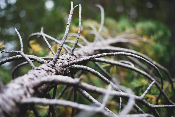 スペインの森で壊れた死んだ松の木 — ストック写真