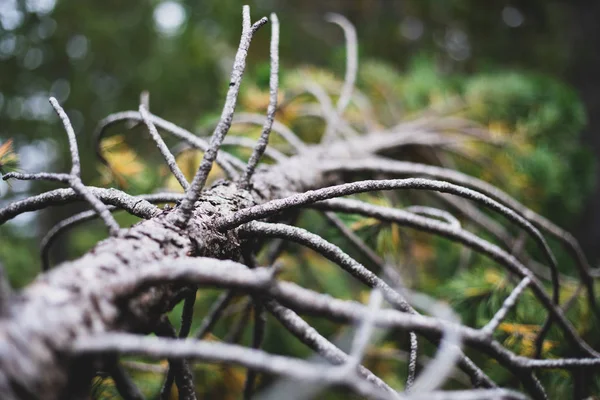 Broken Dead Pine Tree i skogen i Spanien — Stockfoto