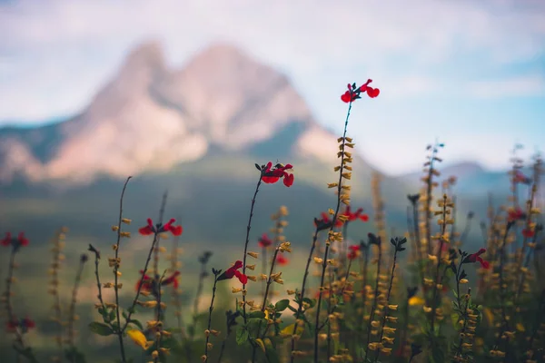 Flores vermelhas com montagem Pedraforca embaçada no fundo — Fotografia de Stock