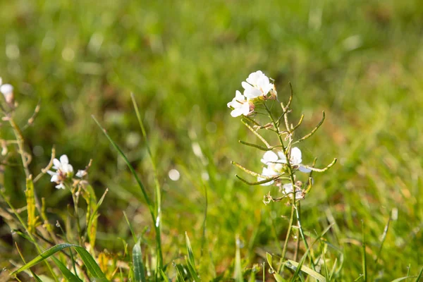 Flor branca na grama — Fotografia de Stock