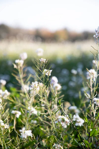 Violación blanca flores campo primer plano borrosa —  Fotos de Stock