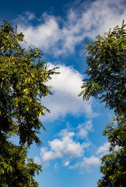 Beautiful blue cloudy sky seen through tree tops