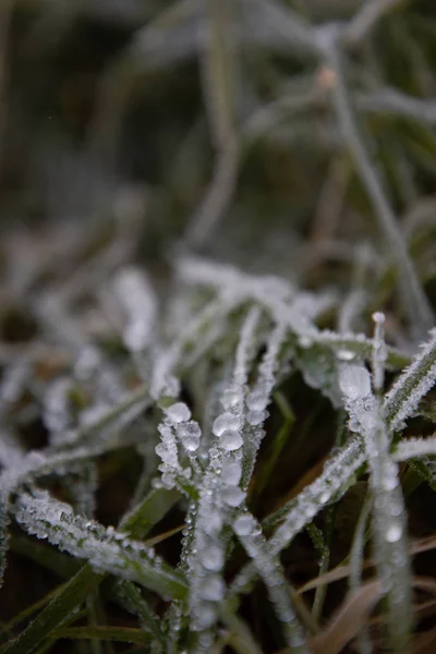 Orvalho da manhã congelado em folhas de grama — Fotografia de Stock