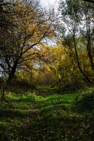 Vista calma de um caminho verde com árvores — Fotografia de Stock