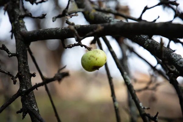 Close-up de uma maçã selvagem pendurada em uma árvore nua — Fotografia de Stock