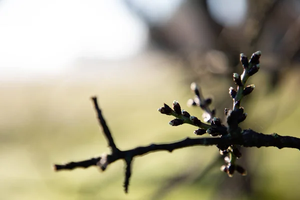 Rama borrosa del árbol en invierno —  Fotos de Stock