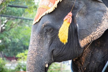 Ulaşımda kullanılan zincirlerle fil kafası vuruldu