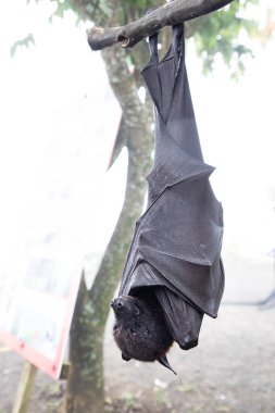 Close up of a Giant bat hanging upside down clipart