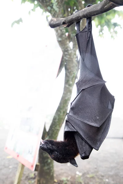 Gros plan d'une chauve-souris géante suspendue à l'envers — Photo