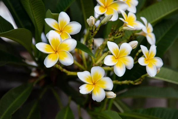 Hermosas flores de Plumeria primer plano tiro en Lovina —  Fotos de Stock