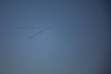 Mavi gökyüzü ile v şeklinde uçan ördekler göç