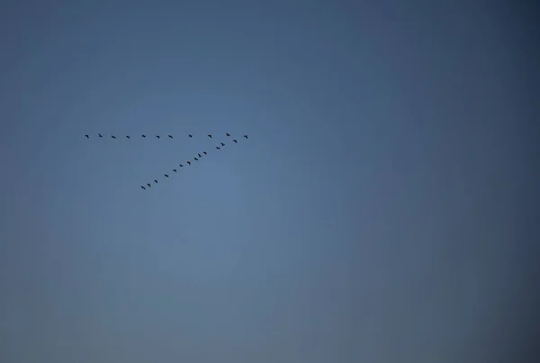 Migracja latających kaczek w kształcie v z błękitnym niebem — Zdjęcie stockowe