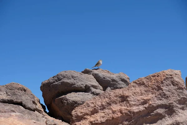 Little bird on rock clear sky on mountain peak — Stock Photo, Image