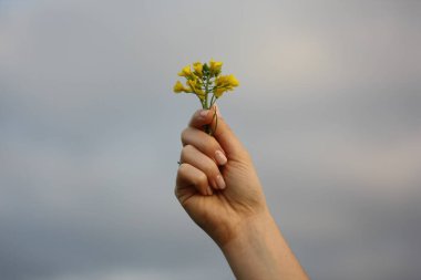 Bulutlu gökyüzünde sarı çiçekler tutan el
