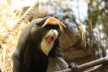 Angry De Brazza's monkey with white beard clipart