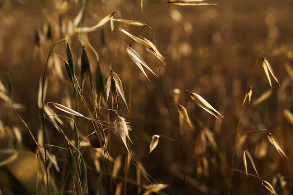 Wheat spikes macro shot during sunset — Stock Photo, Image