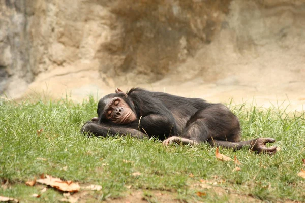 Chimpanzee çim üzerinde uyuyan