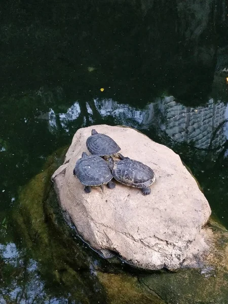 Three water turtles on a rock in a pond