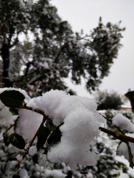 Śnieg na gałęzi drzewa — Zdjęcie stockowe