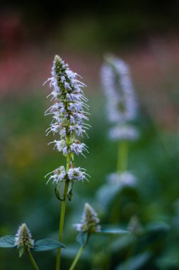 Bulanık arka plan ile mavi çiçek