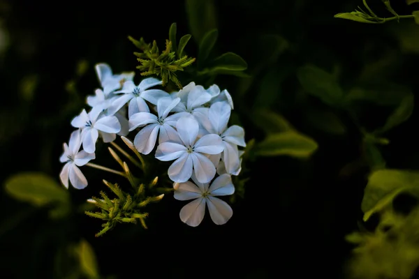 Flores blancas sobre fondo borroso verde — Foto de Stock