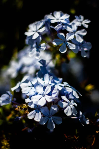 Flores azules sobre fondo borroso verde — Foto de Stock