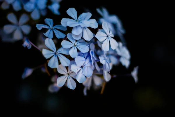 Mavi çiçekler üzerinde yeşil bulanık arka plan