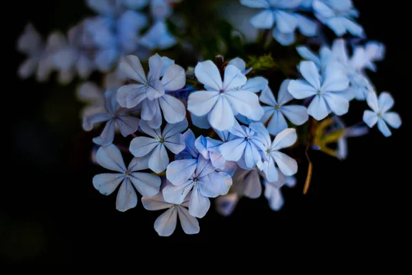 Fleurs bleues sur fond vert flou — Photo