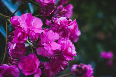 Yeşil arka planda pembe çiçekler