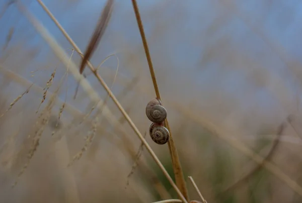 Deux escargots suspendus à un bâton — Photo